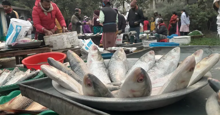 শরীয়তপুরে ‘জোড়া ইলিশের মেলা’